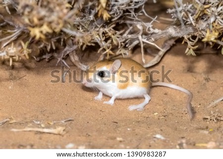 Lesser Egyptian Gerbil (Gerbillus gerbillus) sitting on sandy desert along Dakhla / Aousserd road, Western Sahara, Morocco.