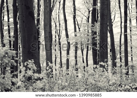 trees in forest, fantasy infrared landscape
