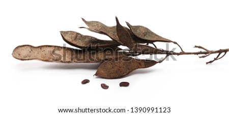 Acacia tree seeds isolated on white background