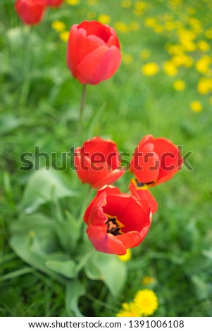 tulip flower bloom on nature background. 