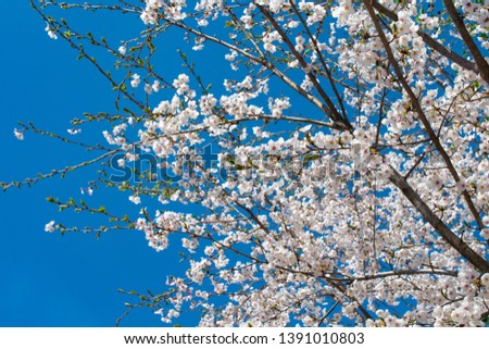 The cherry blossoms in full bloom with blue sky background