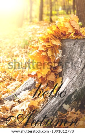 Maple Leaves on tree cut. Autumn background concept. HELLO AUTUMN greeting card.  Maple,  yellow foliage, September, October, November, wooden stump. Autumnal template for text.