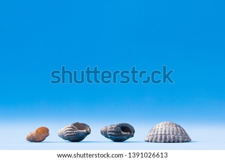 Set of seashells on a blue background with copy space for text. Pattern on a summer themed sea background with shells with empty space under your inscription, text and words. Beautiful frame.