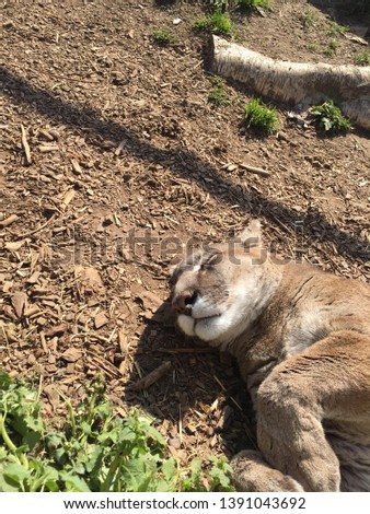 Puma cat taking a nap in the warm sun.