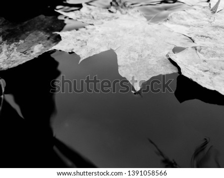 Autumn dry leaves in water close up. Falling Drops and Fall Leaves.