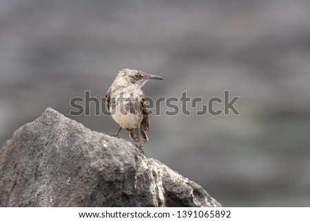 Galapagos Mockingbird (Mimus parvulus) - Rocky Lookout