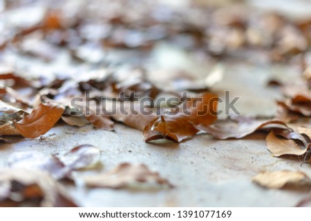 Dry leaves on cement floor