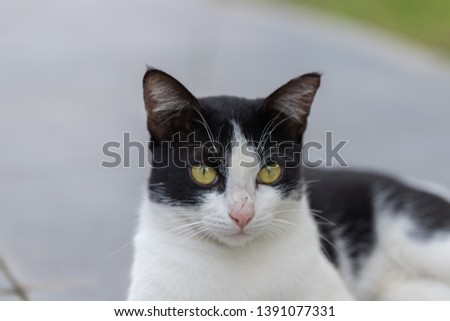 Thai  cats, black and white body with brown eyes