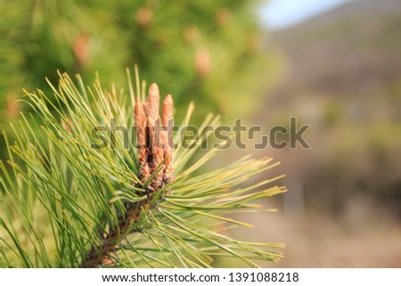 Pine flower with green leaves