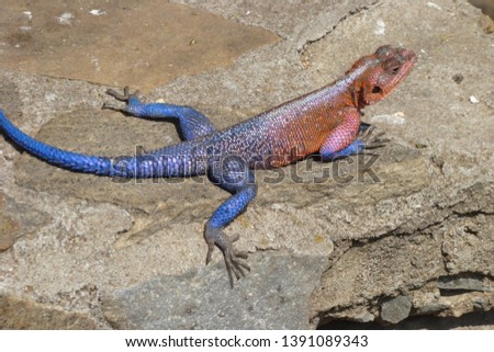 salamander red blue on a rock