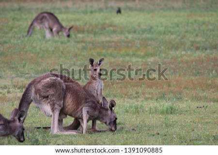 kangaroos in their natural habitat