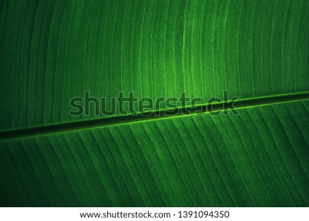 Closeup background of sunlight coming through green leaf. Rich texture, good for phone or desktop wallpapers. Calm natural mood