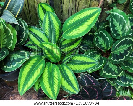 Fresh green croton leaf abstract background.