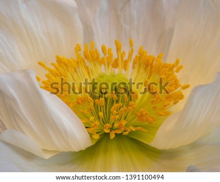 Floral fine art still life detailed color macro of a single isolated wide opened white yellow green Iceland poppy blossom with detailed texture