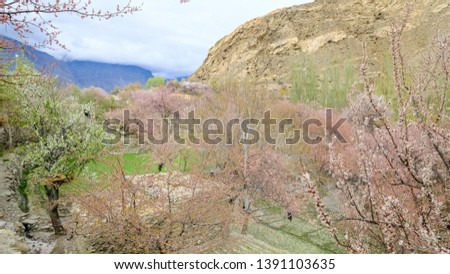 Beautiful Landscape pics with Apricot Blossoms in Nagar Valley