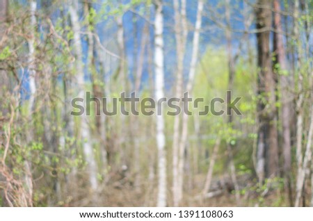 A spring forest. A blurred background of birch trees under a stormy sky.