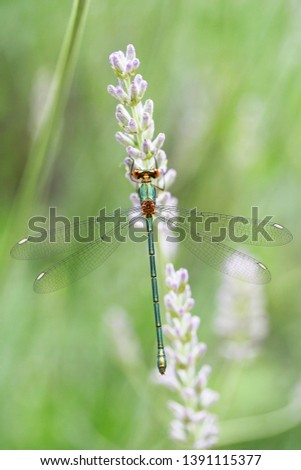 Beautiful Dragonfly close up with delicate wings. Photographed in my backyard on lavender bush. Mesmerizing.
