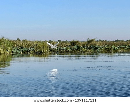 White bird fly to land on the red lotus river in Udon Thani 