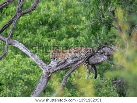 Leopard in a tree in the Chobe Nationalpark in Botswana during summer