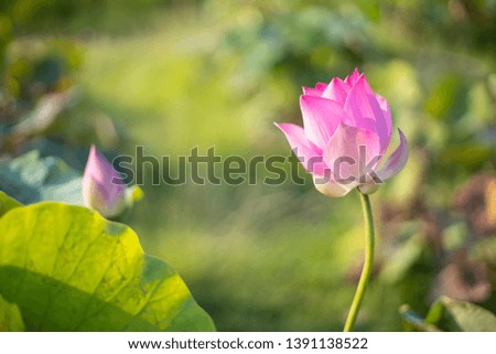 lotus flower on garden green background 