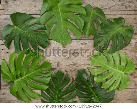 Frame of tropical leaves Monstera on old wooden  background. space for text