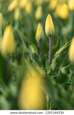 Picturesque yellow tulips, illuminated by the spring sun. Perfect tulips. Tulip flowers in tulip field with blur background. Blooming tulips. Floral banner.