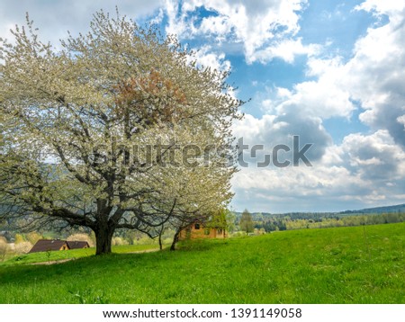 tree covered with white flowers on a green mountainside under a blue sky in Bieszczady