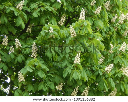 Spring blooming white chestnut flowers on a tree