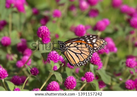 Monarch Butterfly (Common Tiger) in bright pink clover
