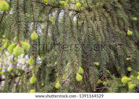 New fresh beautiful blossoming buds with needles on spruce branches in the spring