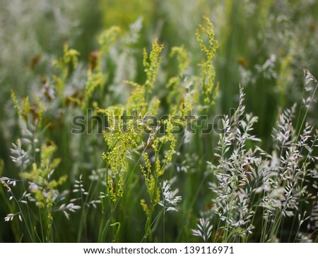Field grass