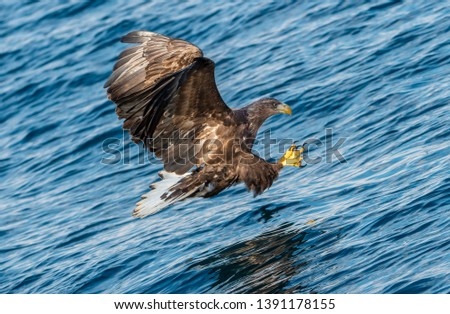 Adult White-tailed eagle fishing. Blue Ocean Background. Scientific name: Haliaeetus albicilla, also known as the ern, erne, gray eagle, Eurasian sea eagle and white-tailed sea-eagle.