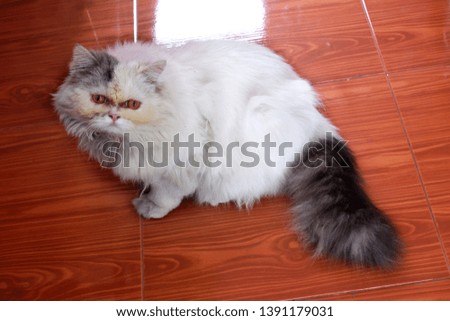 Gray and white color kitten lying on the brown tile floor