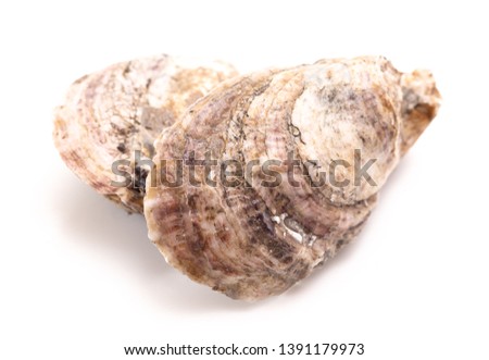 Oysters Isolated on a White Background
