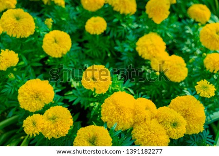 Yellow marigold flowers on beautiful trees