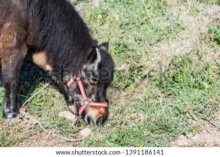 Full face profile
head of a pony (portrait) with dark wool with a red harness against a background of green grass.Pony in profile, chews grass, is isolated, the floor of the body, Place for text