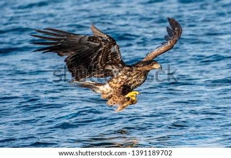 Juvenile White-tailed eagle fishing. Blue Ocean Background. Scientific name: Haliaeetus albicilla, also known as the ern, erne, gray eagle, Eurasian sea eagle and white-tailed sea-eagle.