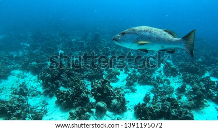 Big grouper swimming in the Caribbean 