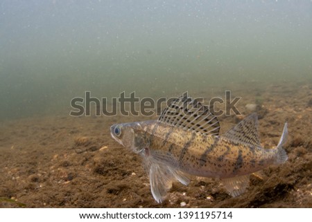 Zander underwater in british river Royalty-Free Stock Photo #1391195714