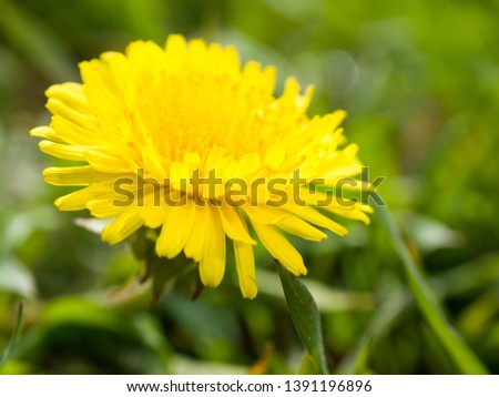 yellow dandelion spring flower wallper