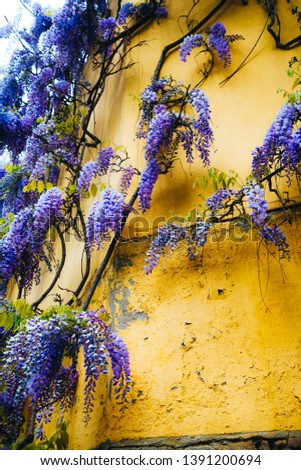 Blooming liana wisteria Blue moon on yellow wall. Beautiful unique flowers in spring garden on mountain Montjuic Barcelona Spain. Lilac floral bunch. Springtime flowering. Floral photo for print,cover