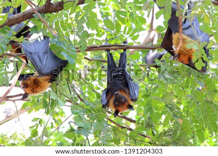 Bats hanging on tree in the forest at daylight "Lyle's flying fox" 