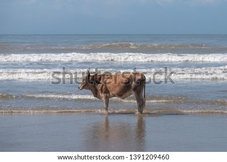 Brown Nguni cow stands on the sand at Second Beach, Port St Johns on the Wild Coast in Transkei, South Africa. The local cows come down to the beach during the day to cool off.