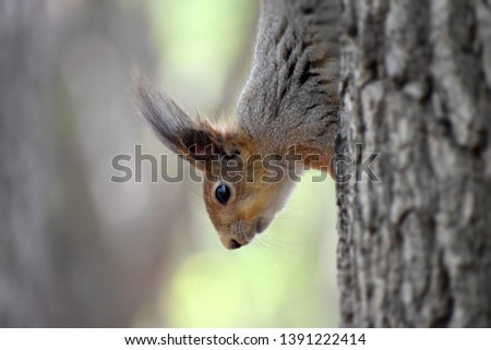 squirrel in the spring forest in sunny morning light