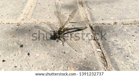 Beautiful insect dragonfly close-up photography