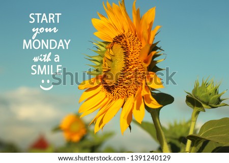 Good Morning Monday Yellow Flowers Background Images And Stock