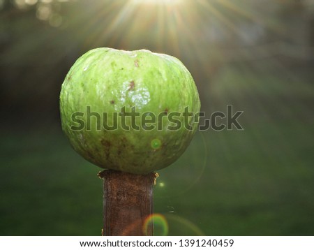 Closeup of guava isolated on bokeh background. Low contrast picture with sunray and lens flare using as a background or wallpaper. Tropical fruit concept. Sunlight on bright Autumn day.