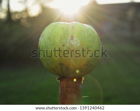 Closeup of guava isolated on bokeh background. Low contrast picture with sunray and lens flare using as a background or wallpaper. Tropical fruit concept. Sunlight on bright Autumn day.