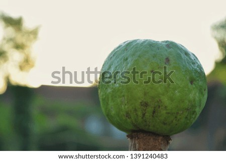 Guava isolated on bokeh background. Tropical fruit concept. Nature wallpaper in autumn day.  