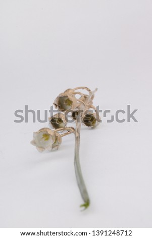 Silver and gold flowers in macro. The jewerly by the nature. The beauty in details and another point of view